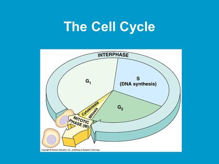 The Cell Cycle. Cell Division –Cells divide in order for us to grow –As a cell grows, its volume increases more rapidly than its surface area –When the.