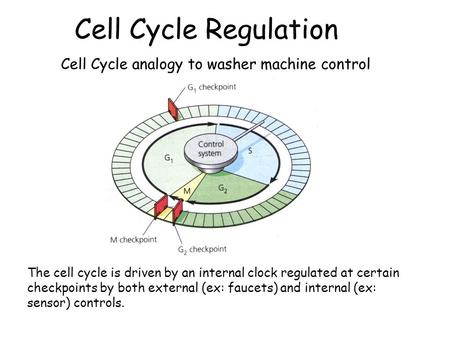 Cell Cycle Regulation The cell cycle is driven by an internal clock regulated at certain checkpoints by both external (ex: faucets) and internal (ex: sensor)