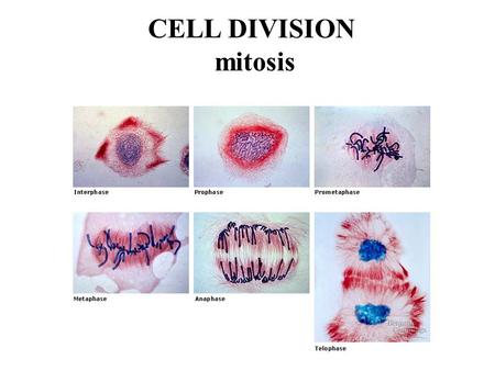 CELL DIVISION mitosis. How many cells are you composed of? When an organism grows bigger do you get more cells or just bigger cells or both? When do your.