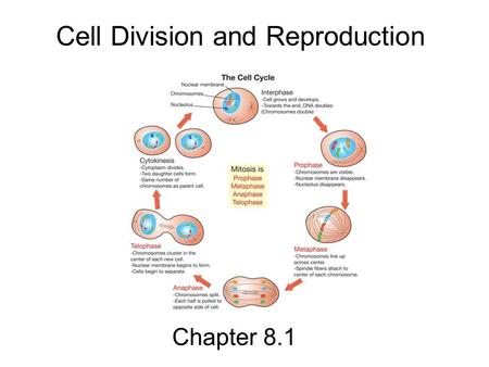 Chapter 8.1 Cell Division and Reproduction. Why do cells go through cell division? To grow –Organisms grow by ADDING more cells To replace dead cells.