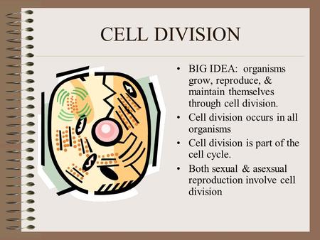 CELL DIVISION BIG IDEA: organisms grow, reproduce, & maintain themselves through cell division. Cell division occurs in all organisms Cell division is.