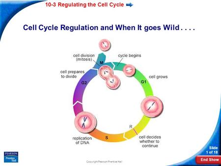 End Show 10-3 Regulating the Cell Cycle Slide 1 of 18 Copyright Pearson Prentice Hall Cell Cycle Regulation and When It goes Wild....