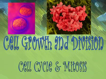 Cells grow by obtaining nutrients and discharging waste. Cells usually reach a certain size and then divide. An adult’s cells are no larger than a child’s,