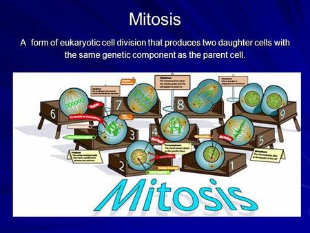 Mitosis A form of eukaryotic cell division that produces two daughter cells with the same genetic component as the parent cell.
