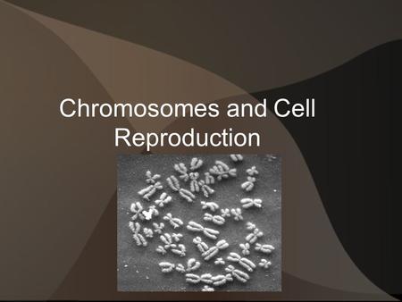 Chromosomes and Cell Reproduction. I. Cell Growth – Most living cells are between 2 and 20 µm in diameter. – How big a cell can grow is determined by.
