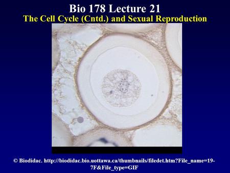 Bio 178 Lecture 21 The Cell Cycle (Cntd.) and Sexual Reproduction © Biodidac.  7F&File_type=GIF.