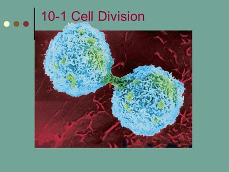 10-1 Cell Division Photo Credit: © CAMR/A.B. Dowsett/Science Photo Library/Photo Researchers, Inc.