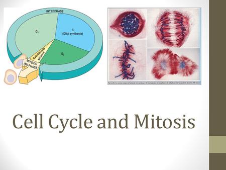 Cell Cycle and Mitosis. Cell Cycle Only a Eukaryotic Process Unicellular: asexual reproduction Multicellular: growth and repair Rate may differ depending.