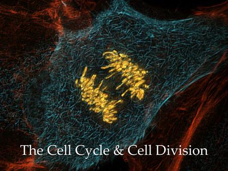 The Cell Cycle & Cell Division
