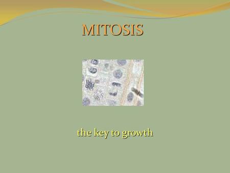 MITOSIS the key to growth.