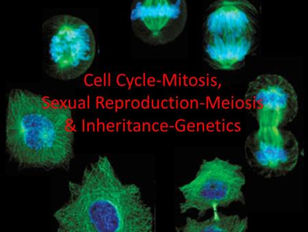 Cell Cycle-Mitosis, Sexual Reproduction-Meiosis & Inheritance-Genetics
