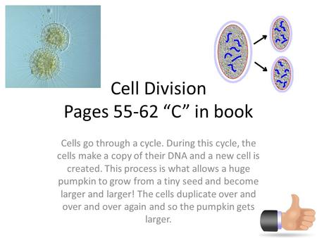 Cell Division Pages “C” in book