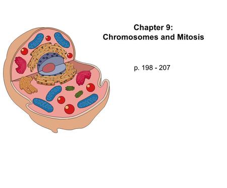 Chapter 9: Chromosomes and Mitosis p. 198 - 207. Review of Important Terms: Gene - segment of DNA that codes for a protein Chromosome - DNA + proteins,