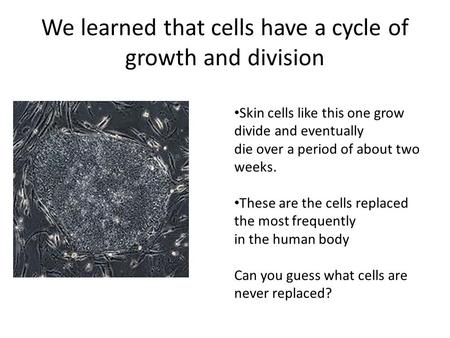 We learned that cells have a cycle of growth and division Skin cells like this one grow divide and eventually die over a period of about two weeks. These.