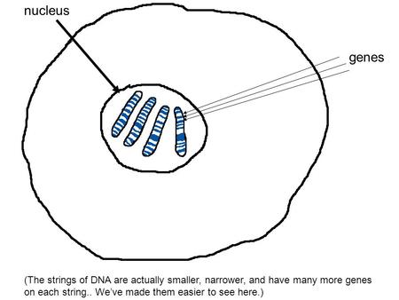 CELL genes nucleus (The strings of DNA are actually smaller, narrower, and have many more genes on each string.. We’ve made them easier to see here.)