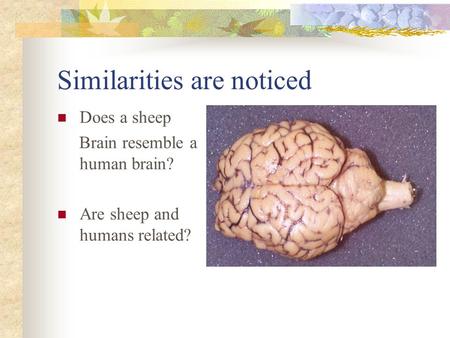 Similarities are noticed Does a sheep Brain resemble a human brain? Are sheep and humans related?