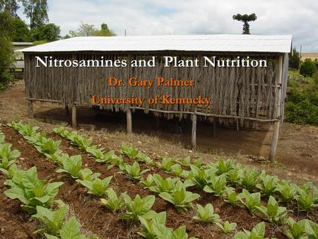 Nitrosamines and Plant Nutrition Dr. Gary Palmer University of Kentucky.
