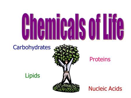 Carbohydrates Proteins Lipids Nucleic Acids. Molecular Organization (explain) Atom: smallest unit Element: made of one type of atom CO 2 NaCl C 6 H 12.