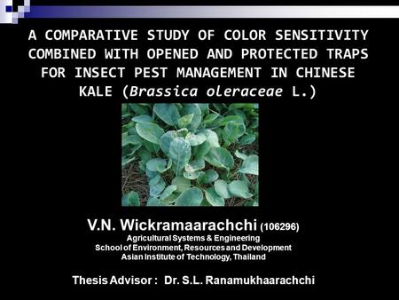 A COMPARATIVE STUDY OF COLOR SENSITIVITY COMBINED WITH OPENED AND PROTECTED TRAPS FOR INSECT PEST MANAGEMENT IN CHINESE KALE (Brassica oleraceae L.) By.