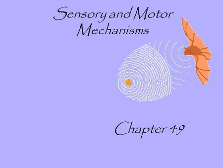 Sensory and Motor Mechanisms Chapter 49. Sensory and motor mechanisms Sensory receptors in general - transduction Sound receptors - the cochlea and pitch.