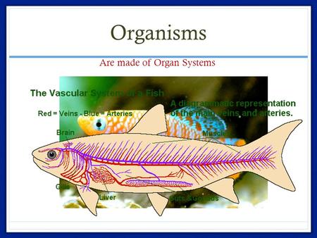 Organisms Are made of Organ Systems.