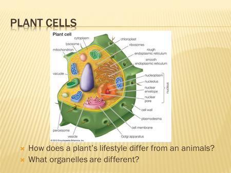  How does a plant’s lifestyle differ from an animals?  What organelles are different?