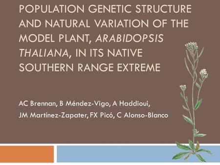 POPULATION GENETIC STRUCTURE AND NATURAL VARIATION OF THE MODEL PLANT, ARABIDOPSIS THALIANA, IN ITS NATIVE SOUTHERN RANGE EXTREME AC Brennan, B Méndez-Vigo,