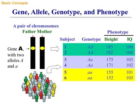 Gene, Allele, Genotype, and Phenotype