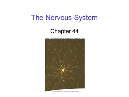 The Nervous System Chapter 44.