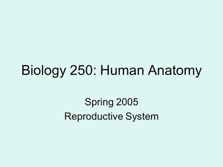 Biology 250: Human Anatomy Spring 2005 Reproductive System.