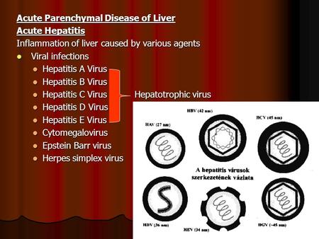Acute Parenchymal Disease of Liver Acute Hepatitis Inflammation of liver caused by various agents Viral infections Viral infections Hepatitis A Virus Hepatitis.