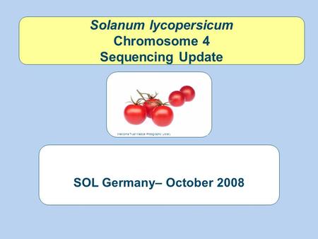 Solanum lycopersicum Chromosome 4 Sequencing Update SOL Germany– October 2008 Wellcome Trust Medical Photographic Library.