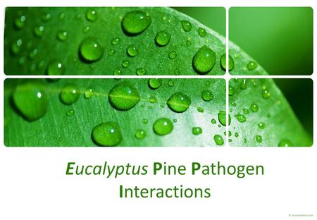 Eucalyptus Pine Pathogen Interactions. Introduction Forest trees – Long – lived – Exposed to array of pathogens – Do not posses adaptive immunity Innate.