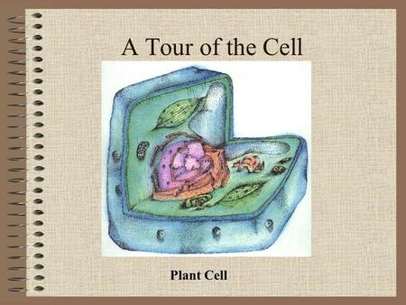 A Tour of the Cell Plant Cell. Cells Eukaryotic cells, including plant and animal cells, contain a nucleus and organelles Plant cells contain a cell wall,
