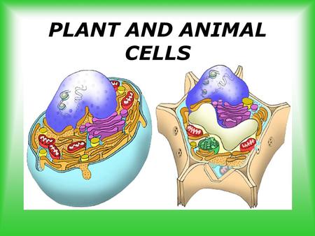 PLANT AND ANIMAL CELLS. Your Paper PartsFunction.