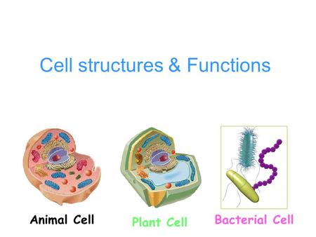 Cell structures & Functions