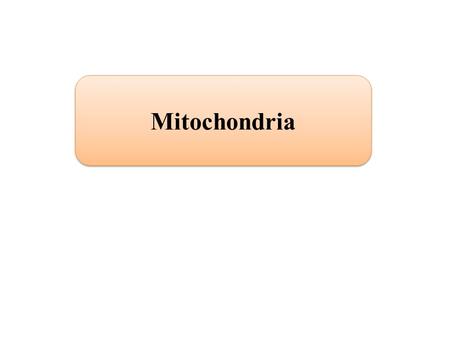 Mitochondria. Introduction In 1890 a German scientist Altman observed mitochondria in the tissue of mouse liver and coined the term elementarorganism.