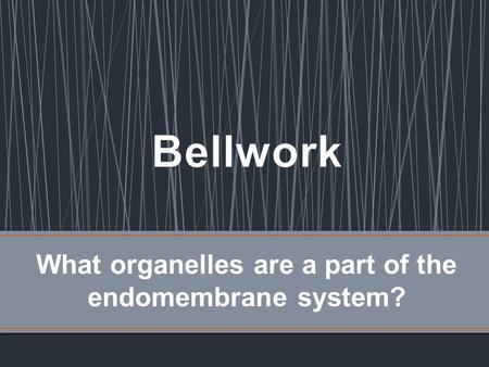 What organelles are a part of the endomembrane system?