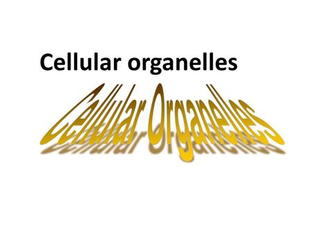 Cellular organelles. CELL WALL- is found in bacteria, some protists, all fungi and all plants. Its purpose is to provide protection and support.