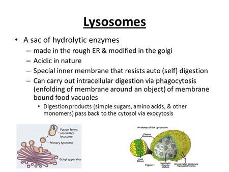 Lysosomes A sac of hydrolytic enzymes – made in the rough ER & modified in the golgi – Acidic in nature – Special inner membrane that resists auto (self)