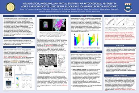 RESEARCH POSTER PRESENTATION DESIGN © 2011 www.PosterPresentations.com VISUALIZATION, MODELING, AND SPATIAL STATISTICS OF MITOCHONDRIAL ASSEMBLY IN ADULT.