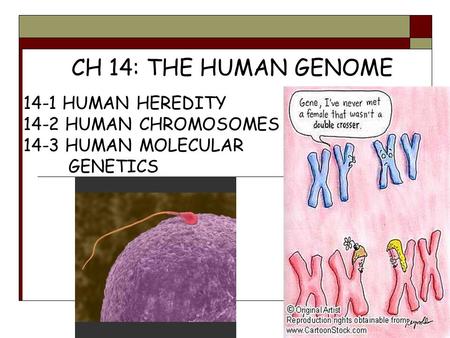 CH 14: THE HUMAN GENOME 14-1 HUMAN HEREDITY 14-2 HUMAN CHROMOSOMES
