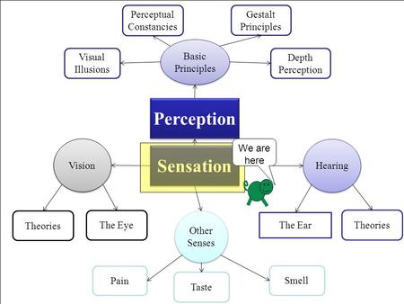 Perceptual Constancies