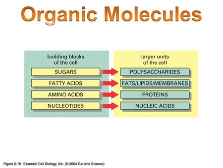 Organic Molecules Carbon = building block of organic molecules Carbon is unique – Unstable: 2 nd level not full – Will bond up to four times 1 2 3 4.