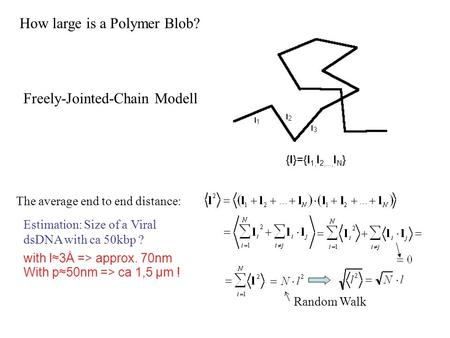 {l}={l 1, l 2,..., l N } The average end to end distance: How large is a Polymer Blob? Estimation: Size of a Viral dsDNA with ca 50kbp ? with l≈3Å => approx.