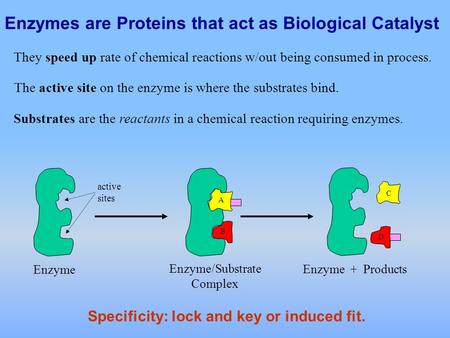 Active sites Enzyme Enzymes are Proteins that act as Biological Catalyst A B C D Enzyme/Substrate Complex Enzyme + Products Substrates are the reactants.