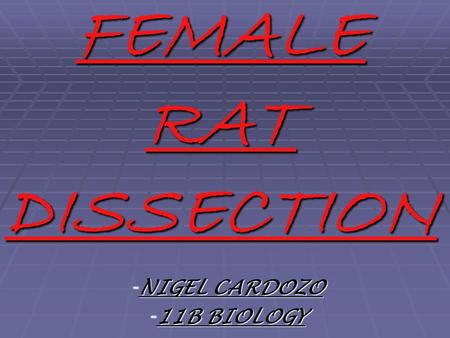 FEMALE RAT DISSECTION - NIGEL CARDOZO - 11B BIOLOGY.