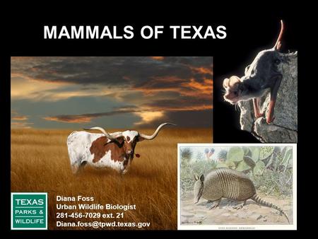 MAMMALS OF TEXAS Diana Foss Urban Wildlife Biologist 281-456-7029 ext. 21
