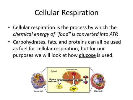 Cellular Respiration Cellular respiration is the process by which the chemical energy of food is converted into ATP. Carbohydrates, fats, and proteins.