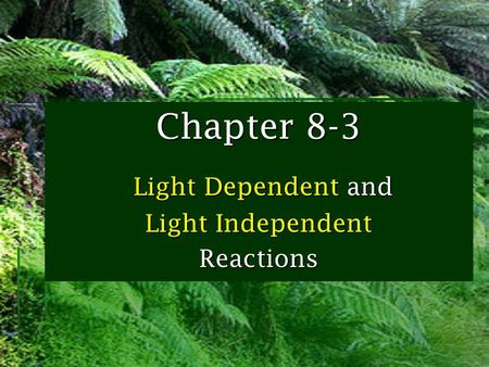 Chapter 8-3 Light Dependent and Light Independent Reactions.
